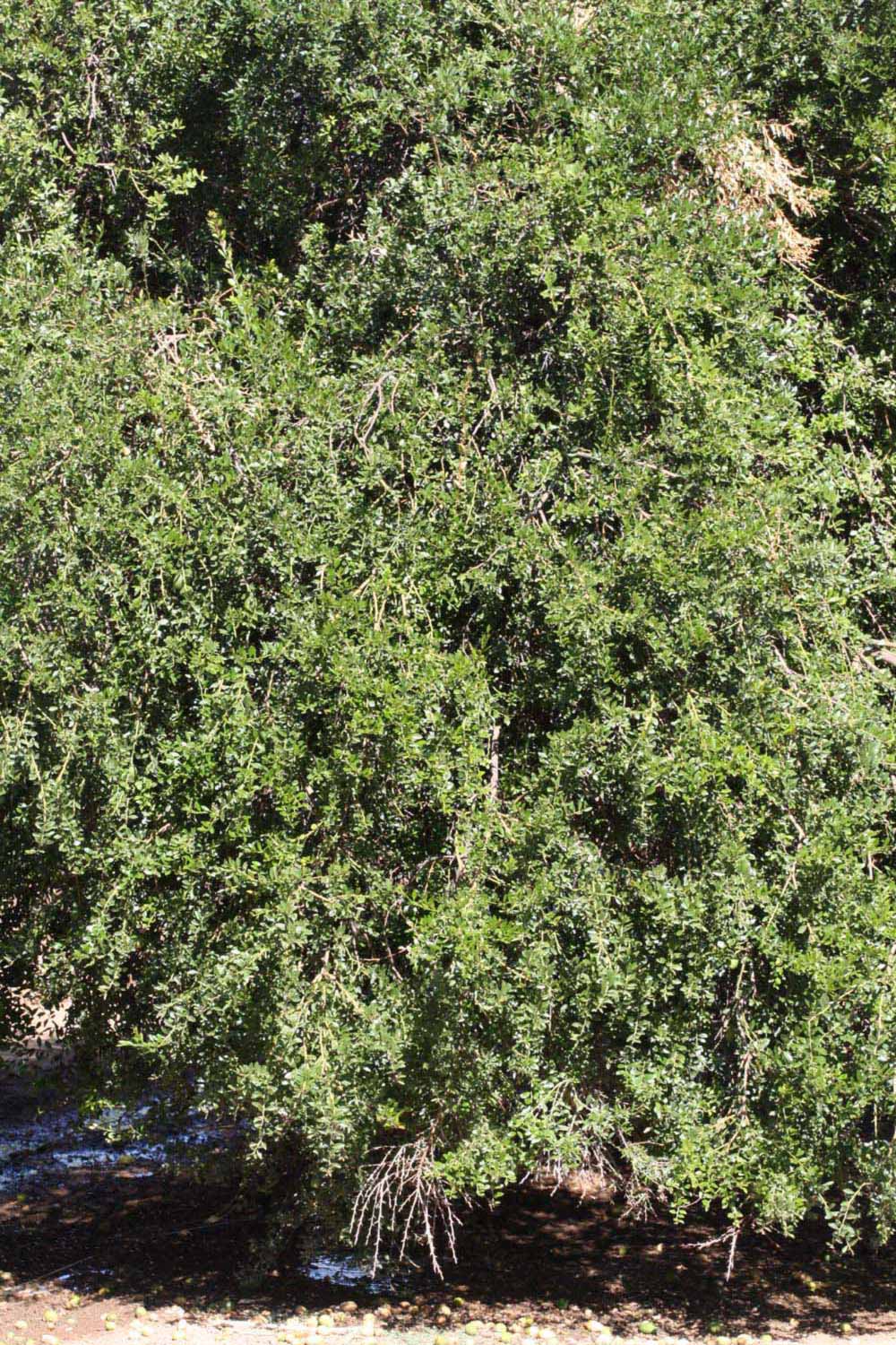            Habit (Riverside, CA)   